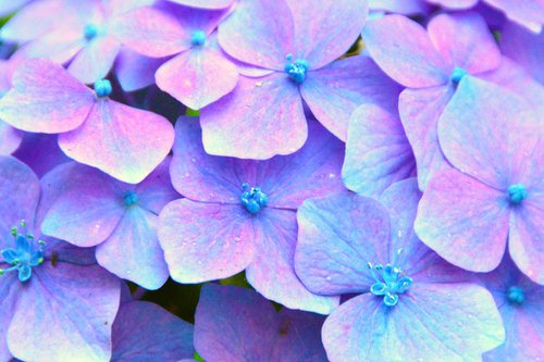 Purple Hydrangea by Brian O'Kelly