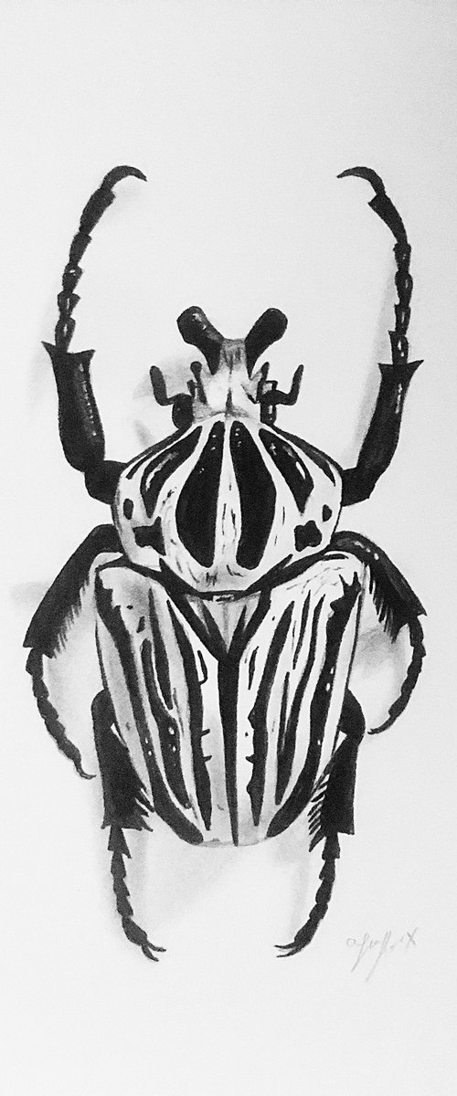 Beetle drawing by Amelia Taylor