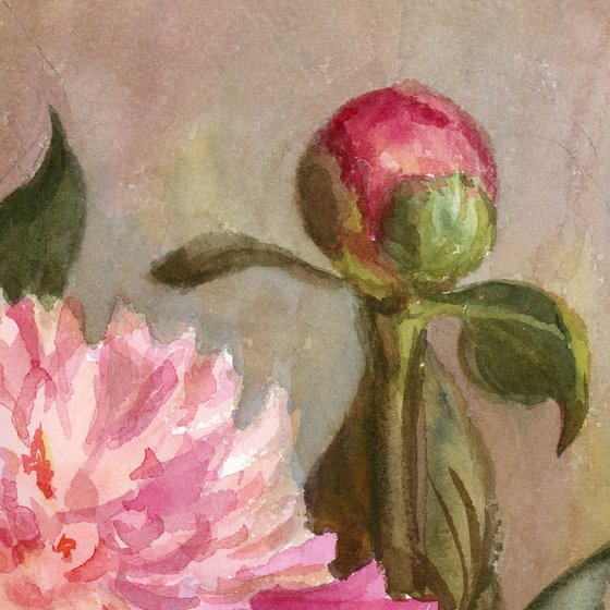 Peonies