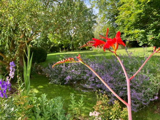 Summer Autumn Crocosmia Kiss