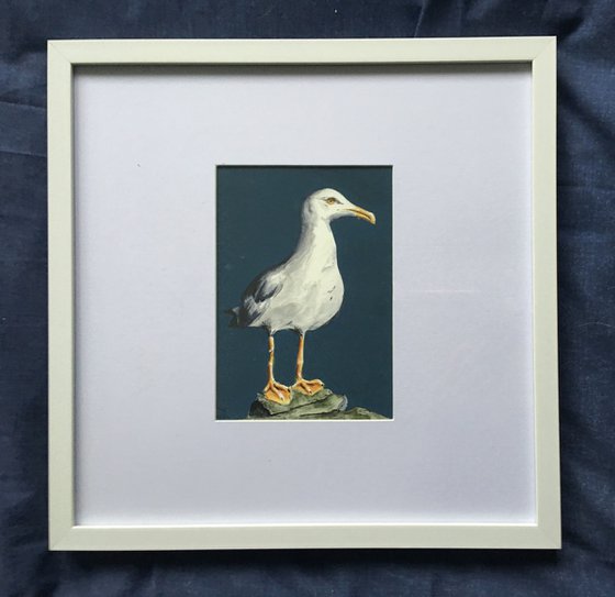 Standing Gull on Clifftop