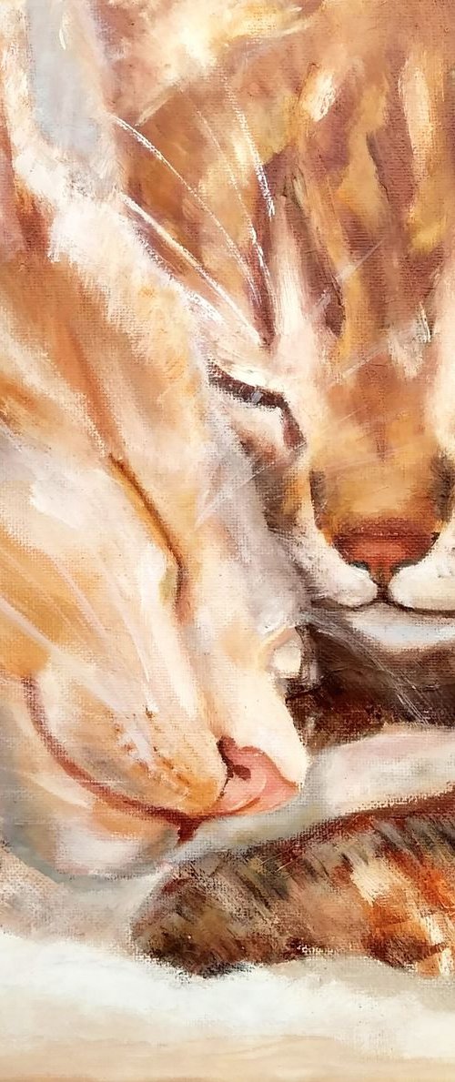 Sleeping cats by Yulia Berseneva