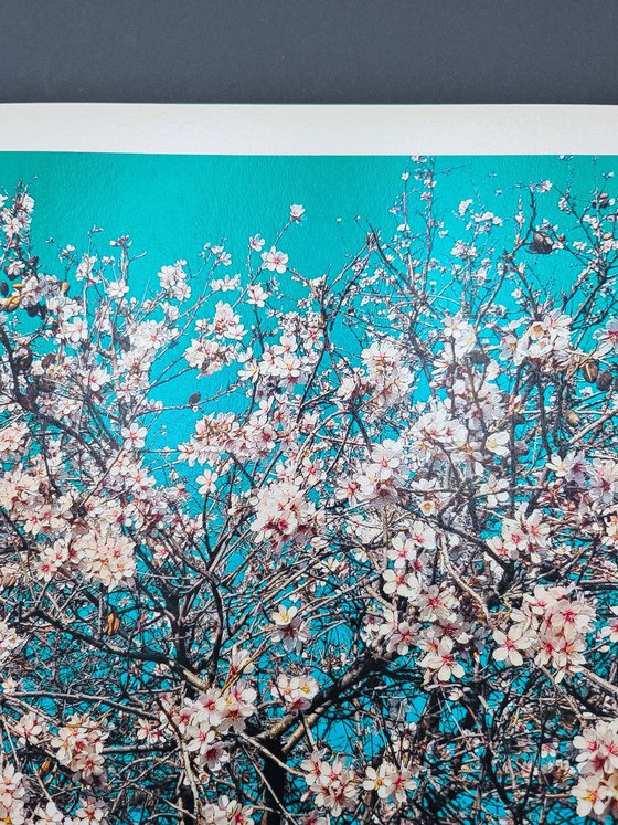 Almond Trees