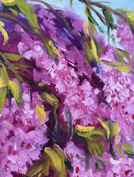 Under the Sakura Canopy