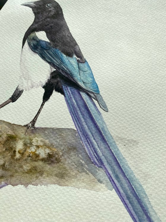 Watercolour bird magpie sitting on a branch in the rays of the sun 5