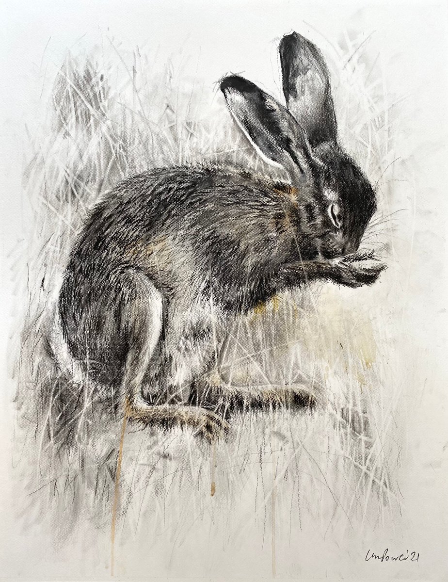 Shy Hare - Mixed media and charcoal drawing on paper - 50cm x 65cm by Luci Power
