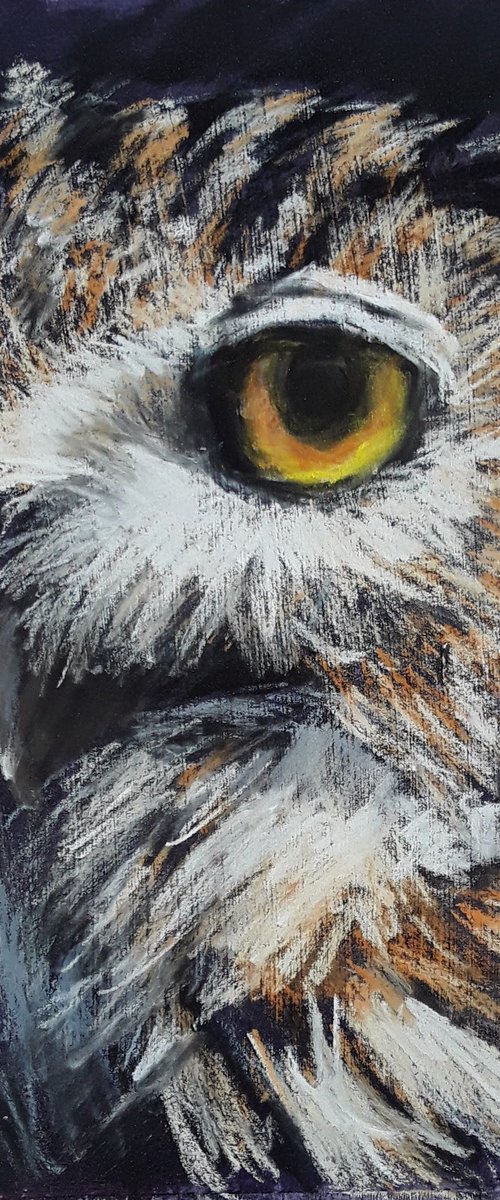 Barn Owl by Midge