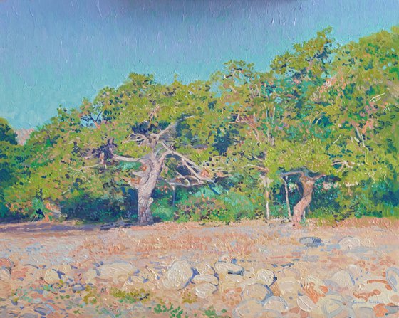 Pines on the coast at morning