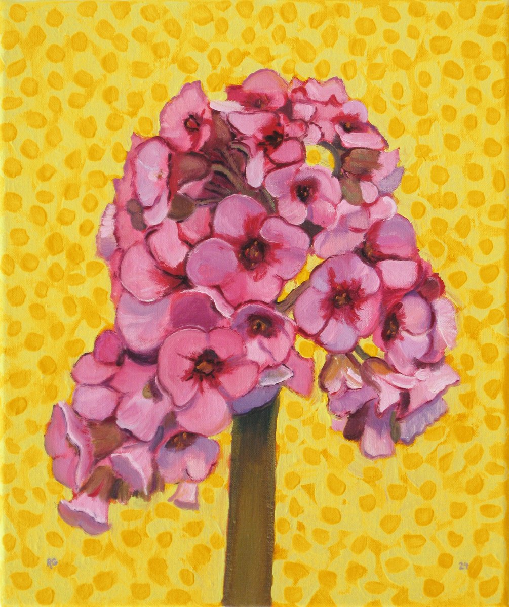 Bergenia Flowers by Richard Gibson