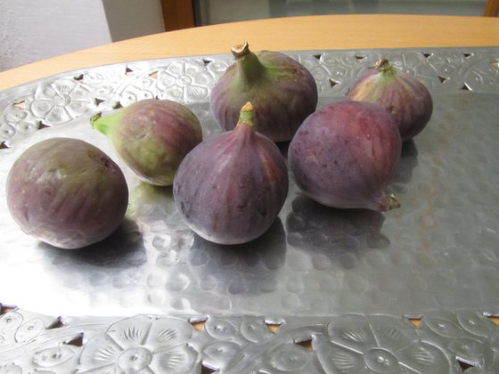 6 Figs !!!