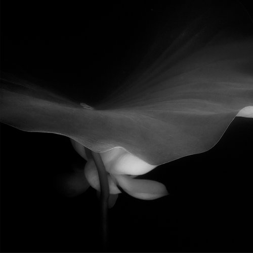IN HARMONY -SPARKLE- #002 Lotus by Keiichiro Muramatsu