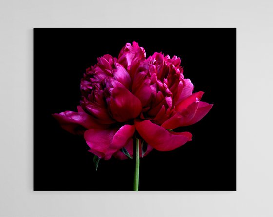 Red Peony Flower