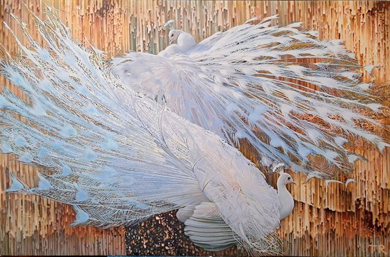 WHITE PEACOCKS 2