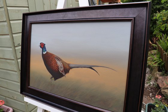 Pheasant in the Field