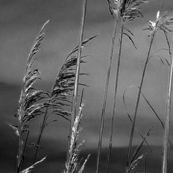 Grasses, Cape Cod, 24 x 16" Edition of 40