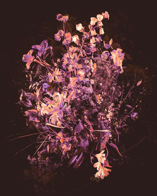 Purple Haze by Teis Albers