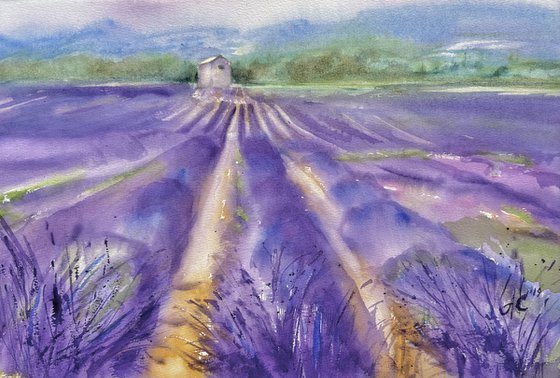 Fields of Provence 2