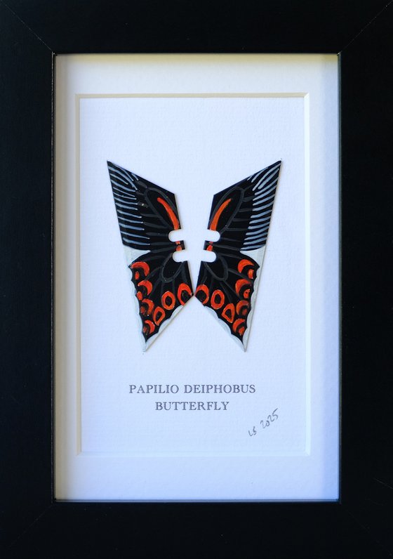 Papilio Deiphobus