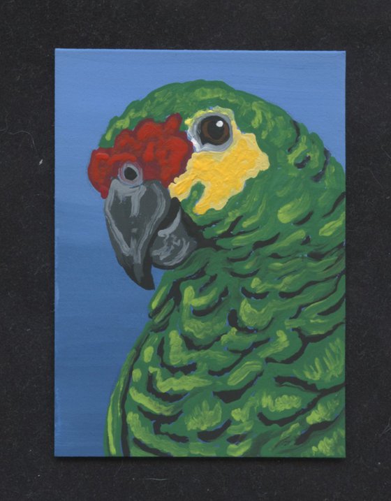 ACEO ATC Original Miniature Painting Red Lorred Amazon Parrot Pet Bird Art-Carla Smale