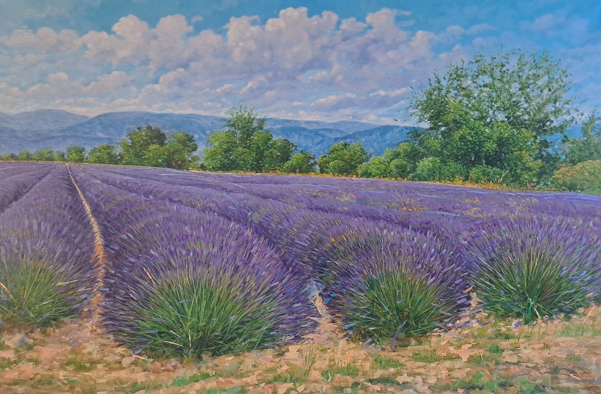 Impressionistic Botanical Oil Painting By Claudio Ciardi, 57 X 37, Lavande Fields In Provence, Original Artwork
