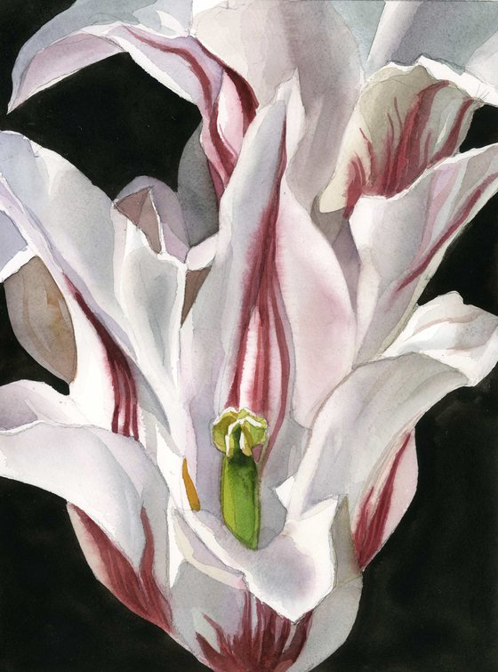 red and white tulip watercolor