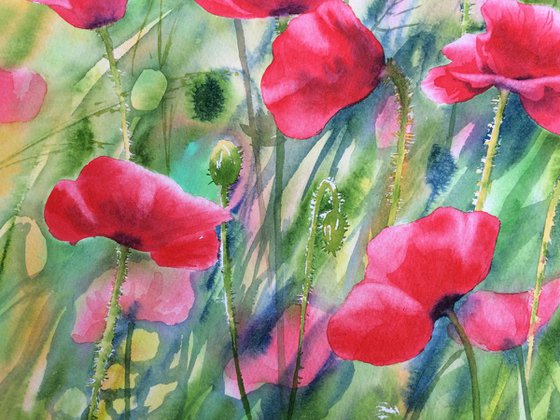 Poppies