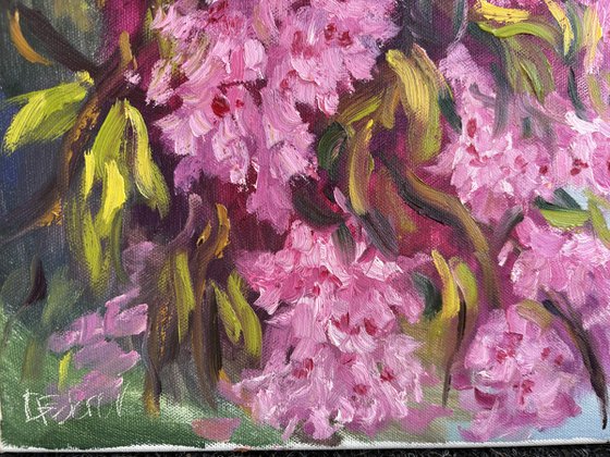Under the Sakura Canopy
