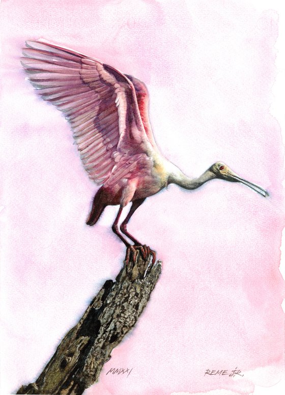 Roseate-Spoonbill - BIRD CXXXIV