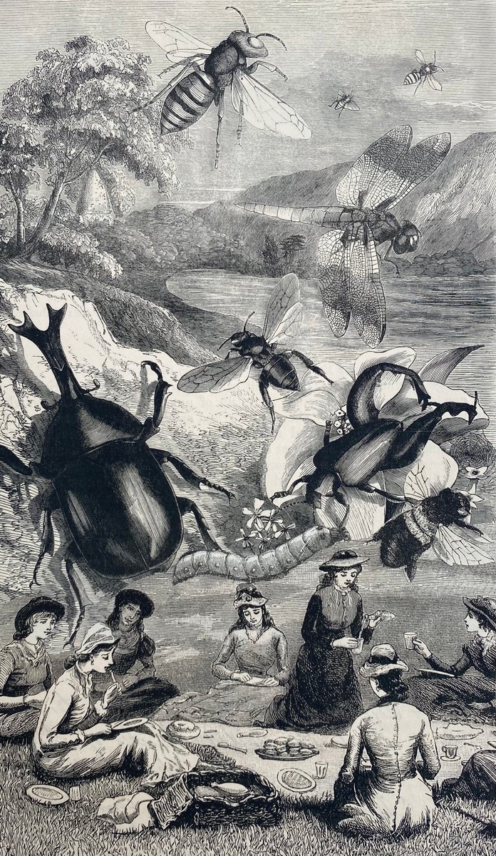 Surrealistic Portrait Collage By Tudor Evans, 5 X 9", Beetle And Dragonfly Picnic, Original Artwork