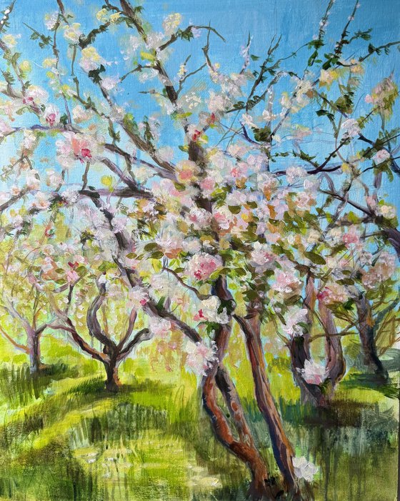 Apple orchard 1