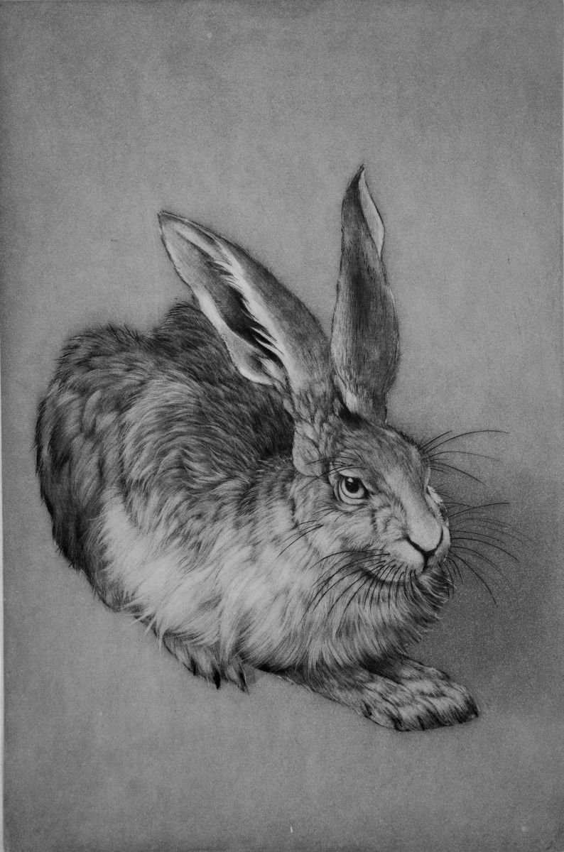 Durer's Hare Etching / Engraving by Clive Riggs | Artfinder