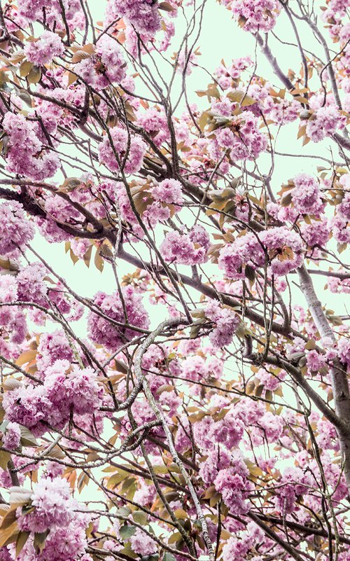 Blossom IV by Adam Regan