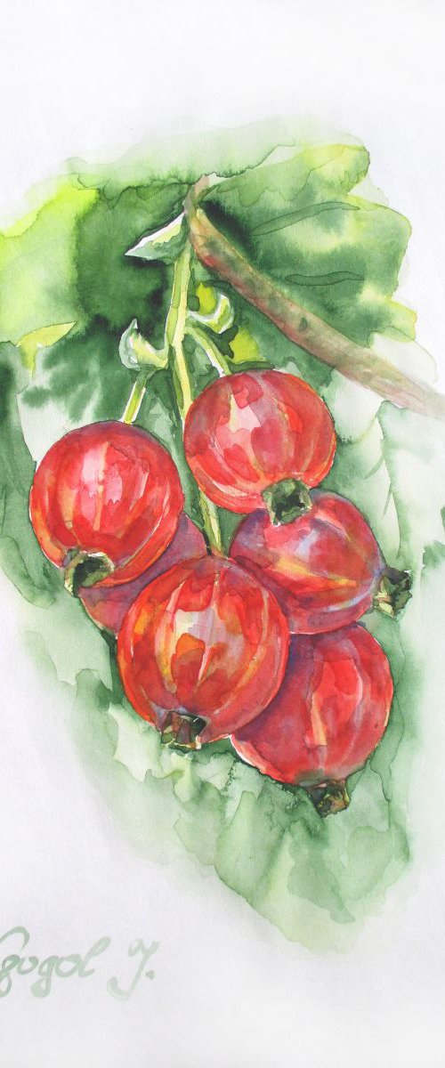 Red Currant Berries by Julia Gogol