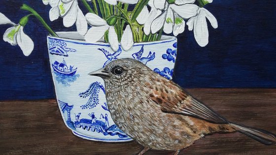 A Dunnock named Snowdrop