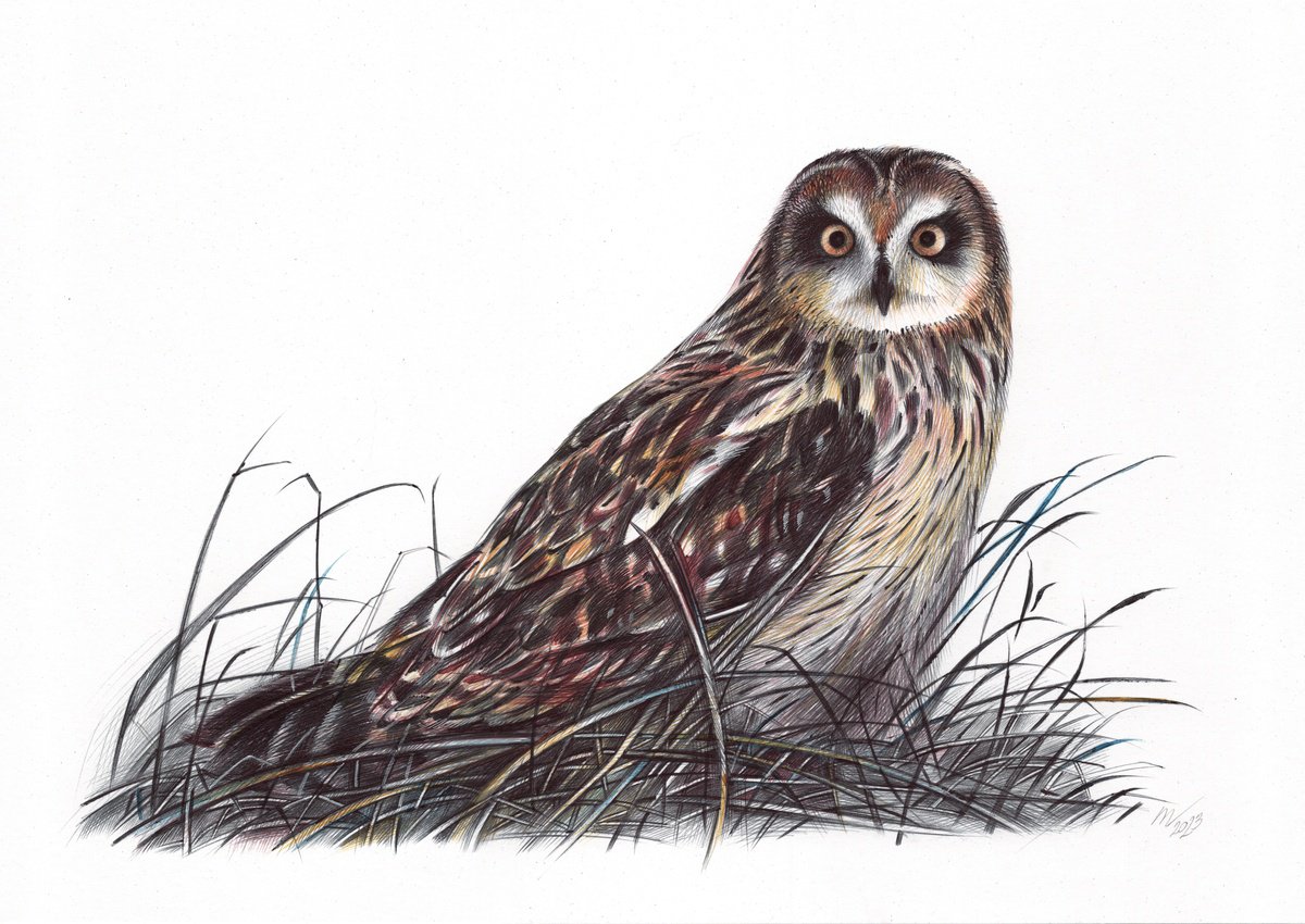Short-eared Owl (Realistic Ballpoint Pen Bird Portrait) by Daria Maier