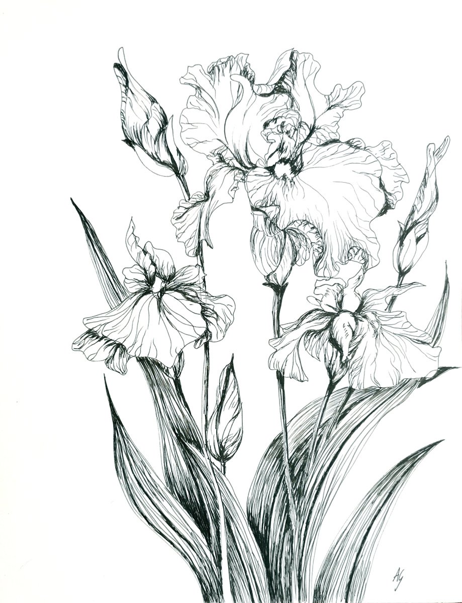 Illustrative Botanical Ink Drawing By Aneta Gajos, 9 X 13, Irises 2, Original Artwork