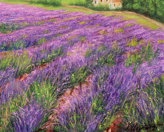 Lavender field