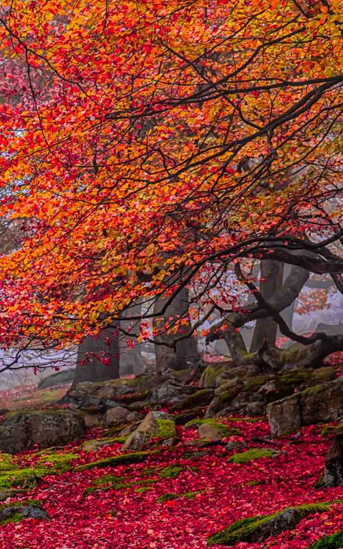 Deep in the forest M by Ben Robson Hull