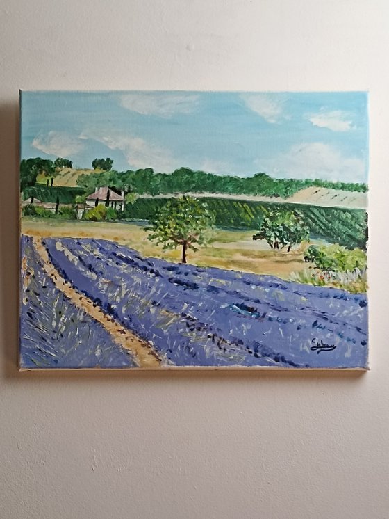 Lavender vineyard
