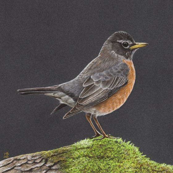 Original pastel drawing bird "American robin"