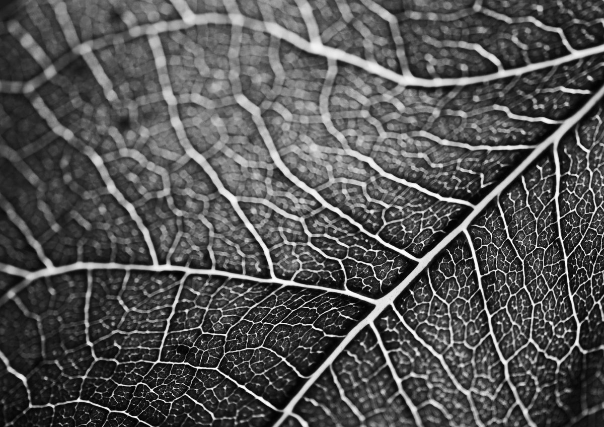 Photorealistic Botanical Photograph By Charles Brabin, 17 X 12, Leaf Veins Iv, Original Artwork