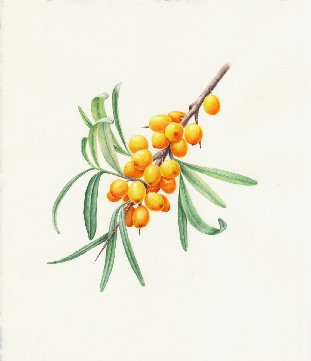 Photorealistic Botanical Watercolour By Alona Hrinchuk, 9 X 11, Sea Buckthorn, Original Artwork