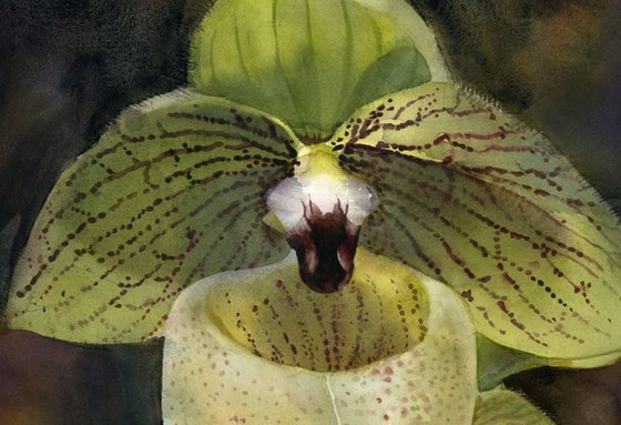 light green ladyslipper orchid