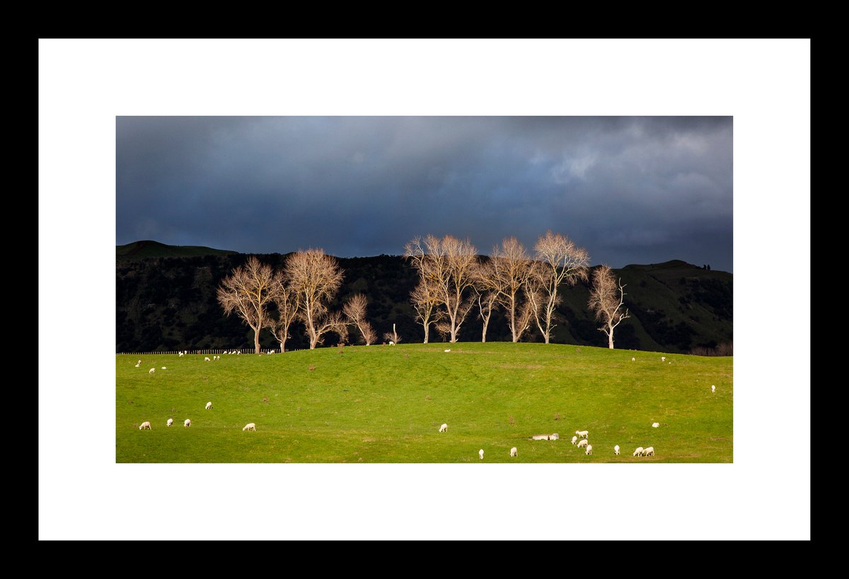 Stand-Out Trees by Ken Skehan