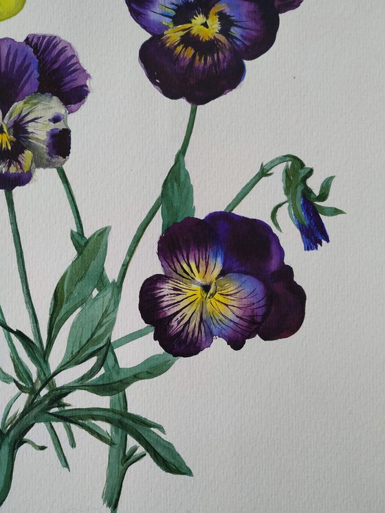 Pansies, 35x45cm, wathercolor on paper 2018