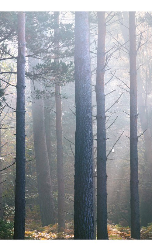 October Pines I by David Baker