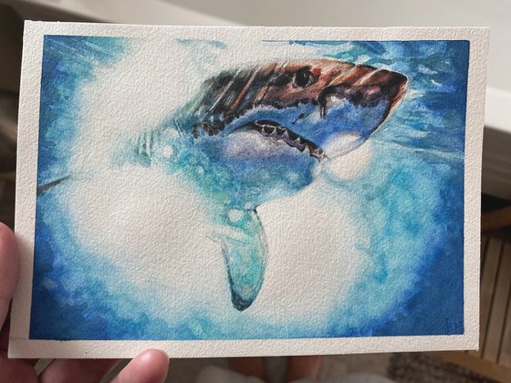 White Shark