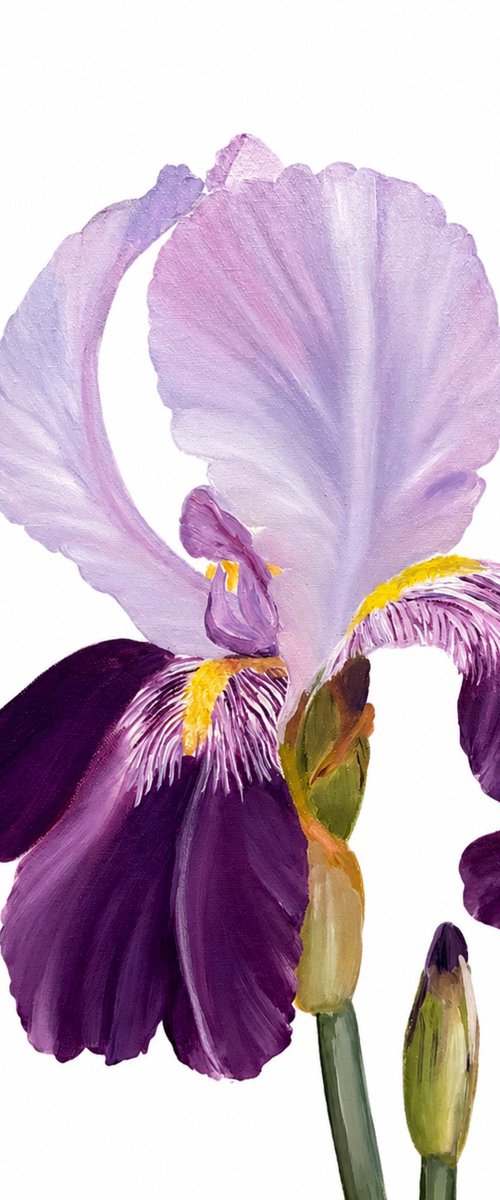 Iris flower spring, garden, botanical by Nataliia Krykun