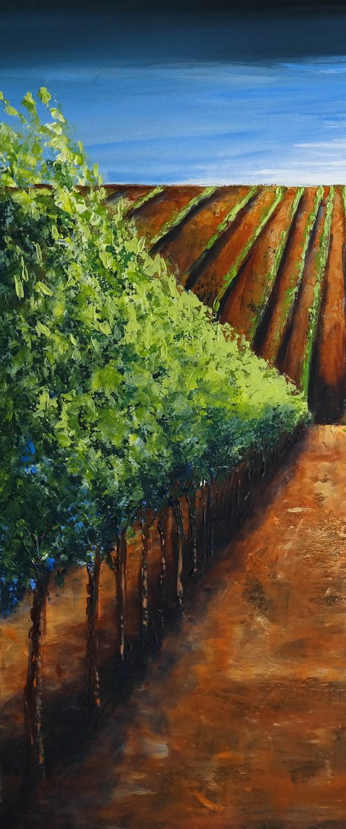Vineyard - Fields and Colors Series by Danijela Dan