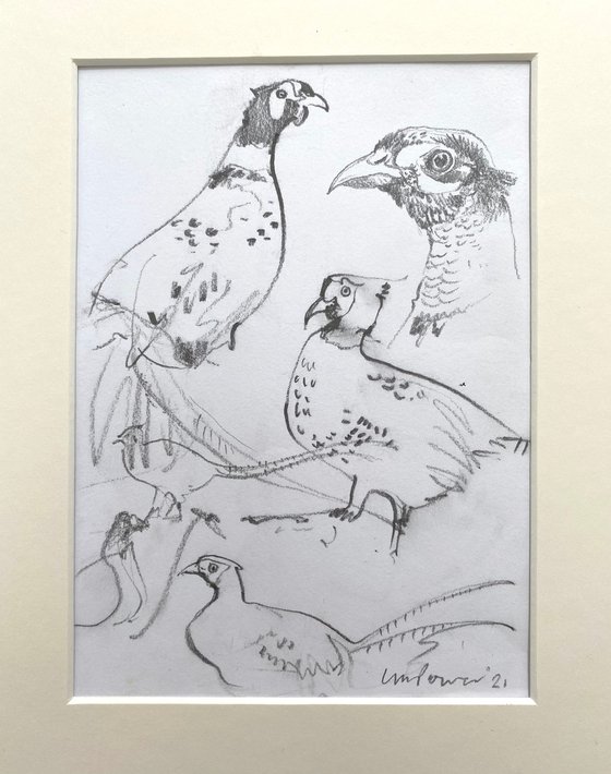 Pheasant studies  #02